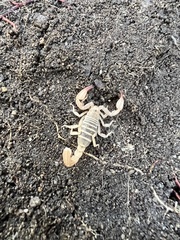 Pseudouroctonus santarita