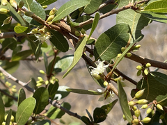 Sideroxylon peninsulare