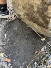 Pseudouroctonus santarita