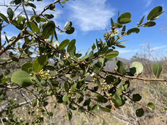 Sideroxylon peninsulare