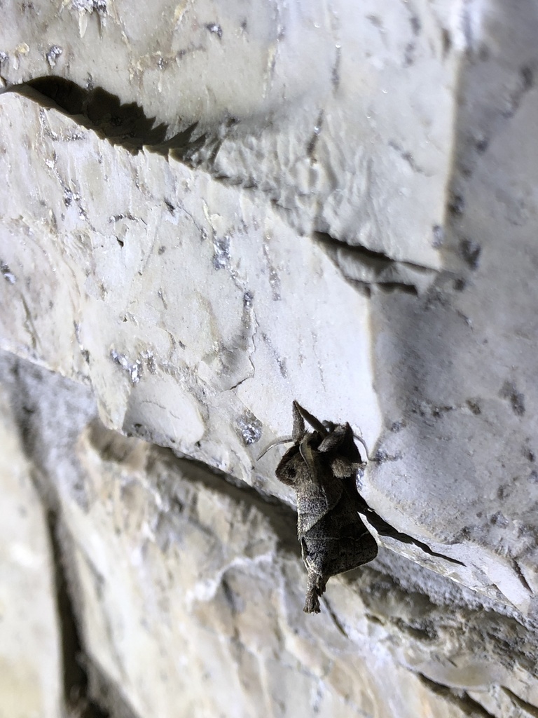 Angle-Lined Prominent