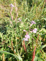 Silene colorata