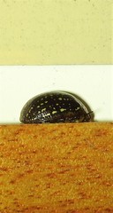 Paropsisterna cernua