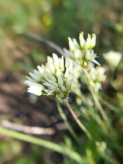 Allium erdelii