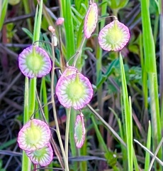 Thysanocarpus radians
