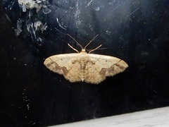 Idaea chotaria