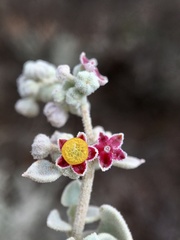 Chenopodium curvispicatum