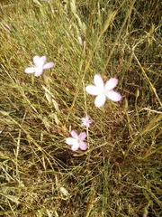 Dianthus strictus