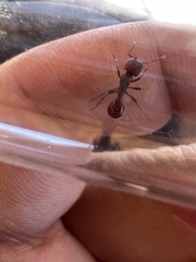 Pogonomyrmex huachucanus