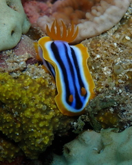 Chromodoris quadricolor