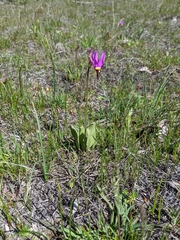 Primula poetica