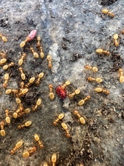 Lasius arizonicus