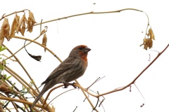 Haemorhous mexicanus