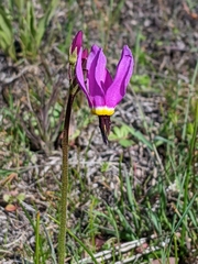 Primula poetica