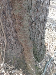 Toxicodendron radicans