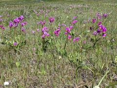 Primula poetica