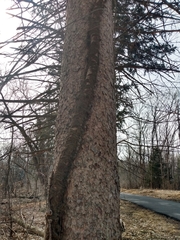 Toxicodendron radicans