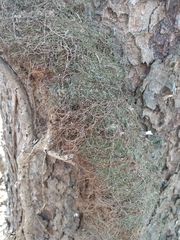 Toxicodendron radicans