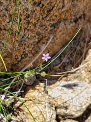 Gilia diegensis