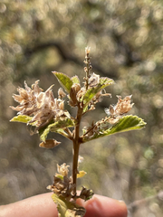 Aloysia barbata