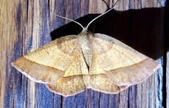 Metarranthis obfirmaria