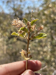 Aloysia barbata