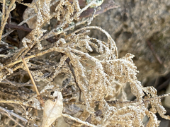 Selaginella pallescens