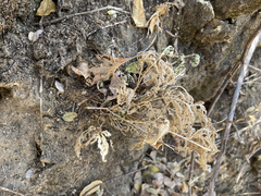 Selaginella pallescens