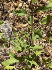 Aloysia barbata