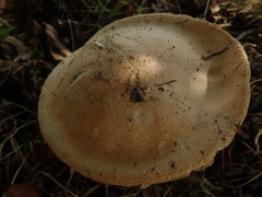 Saproamanita manicata