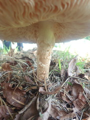 Saproamanita manicata