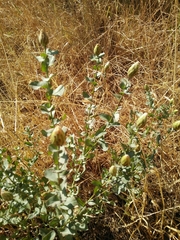 Klasea cerinthifolia