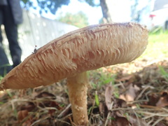 Saproamanita manicata