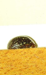 Paropsisterna cernua