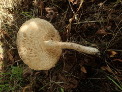 Saproamanita manicata