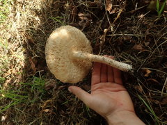 Saproamanita manicata
