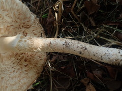 Saproamanita manicata