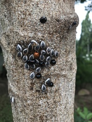 Coccinellidae