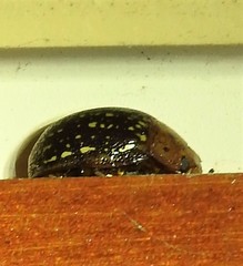 Paropsisterna cernua