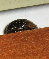 Paropsisterna cernua