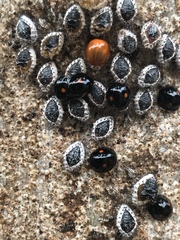 Coccinellidae