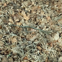 Thamnophis sirtalis semifasciatus