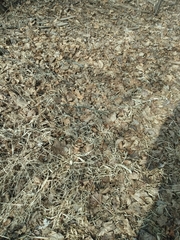 Thamnophis sirtalis semifasciatus