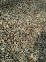 Thamnophis sirtalis semifasciatus