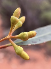Eucalyptus oleosa oleosa