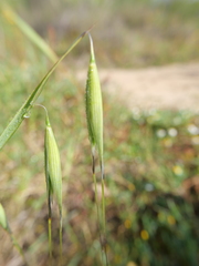 Avena sterilis