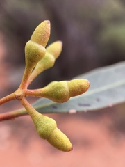 Eucalyptus oleosa oleosa