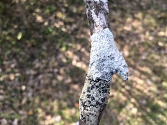 Physcia