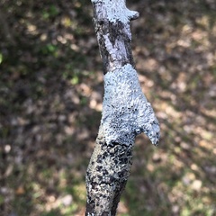Physcia