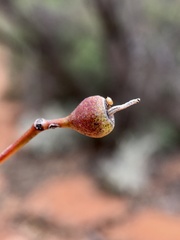 Eucalyptus oleosa oleosa